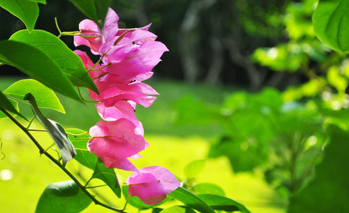 Close-up of pink flowers