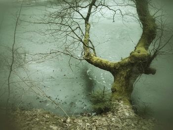 Reflection of trees in water