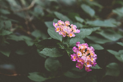 Close-up of pink flowering plant