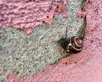 Close-up of snail on wall