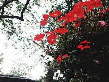 Low angle view of red flowers blooming on tree