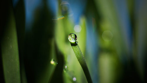 Close-up of wet grass