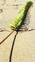 Close-up of green plant on sand