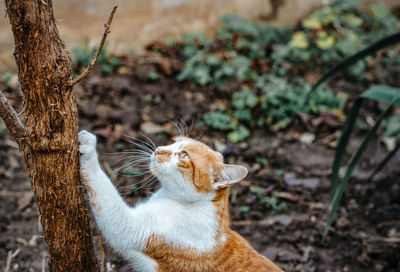A ginger cat scratching a tree