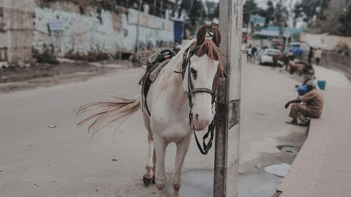 Horse waiting for a ride . main attraction for tourists in kodaikanal , tamilnadu , india 