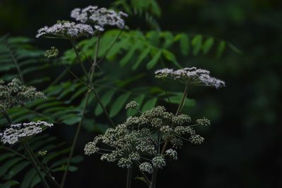 Close-up of white flowering plant