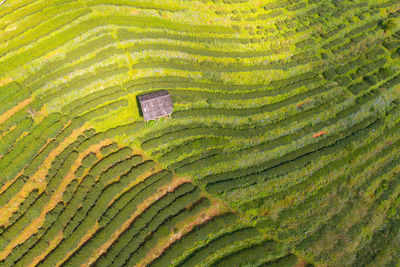 Full frame shot of rice paddy