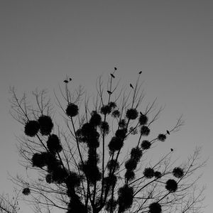 Low angle view of silhouette tree against sky