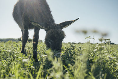 View of a horse grazing in field