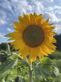 Close-up of sunflower on field against sky
