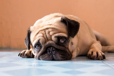 Close-up portrait of a dog resting