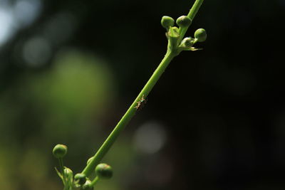 Close-up of green plant