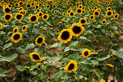 Close-up of sunflowers on field