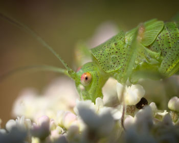 Close-up of insect on flower