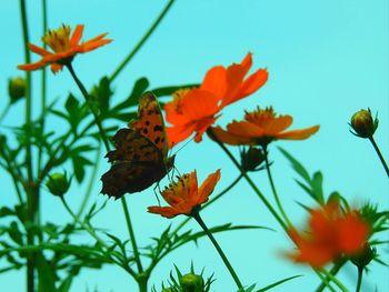 Close-up of butterfly pollinating on orange flower