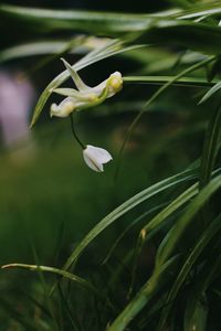 Close-up of white flowers