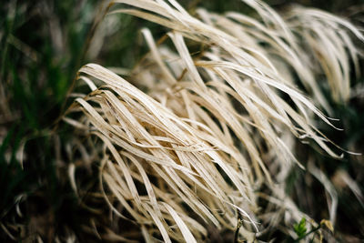 Close-up of wheat