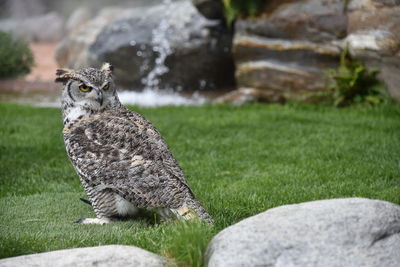 Close-up of a bird on rock