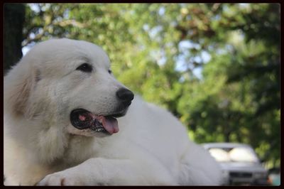 Close-up of dog looking away