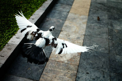 High angle view of pigeon flying over walkway