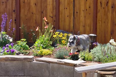 View of dog in flower pot