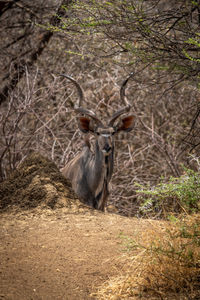 Male greater kudu stands behind earth bank
