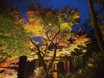 Low angle view of trees against sky