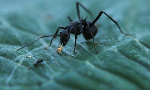 Close-up of ant on leaf