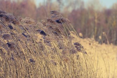 Close-up of wheat growing on field