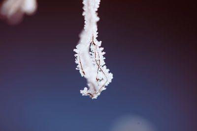 macro photography