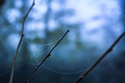 Close-up of spider web on twig