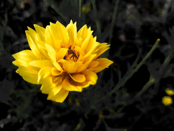 Close-up of yellow flowering plant