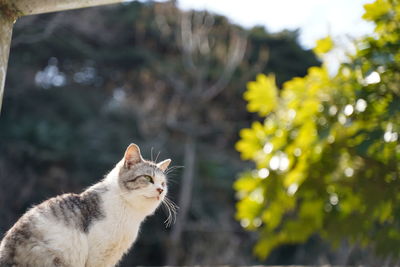 Close-up of a cat looking away