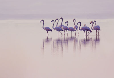 Flock of birds on the beach