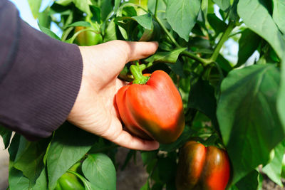 Cropped hand of man holding bell pepper