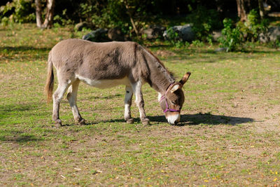 Donkey grazing