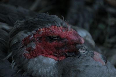 Close-up of a bird