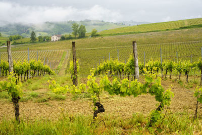 Scenic view of vineyard against sky