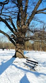 Trees on snow covered tree during winter
