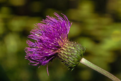 Close-up of purple thistle flower