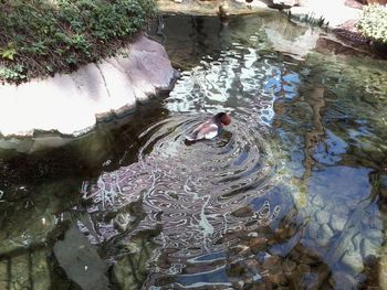 High angle view of duck swimming in lake