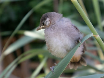 Close-up of a bird