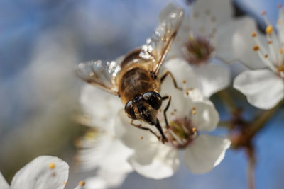 Close-up of bee pollinating on flower