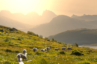 Flock of sheep on field against mountain