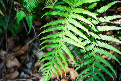 Close-up of fern leaves