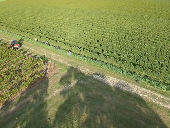 High angle view of rice field