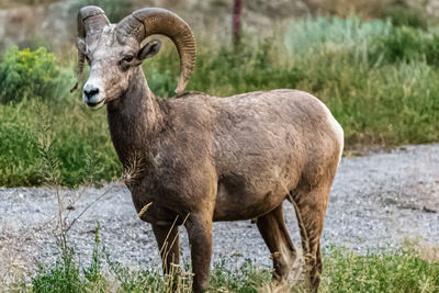 Portrait of horse standing on field