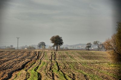 Scenic view of field against sky