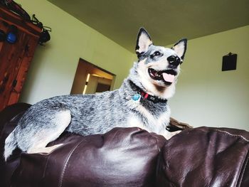 Dog looking away while sitting in house