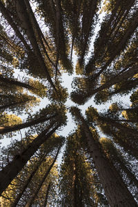 Low angle view of trees in forest